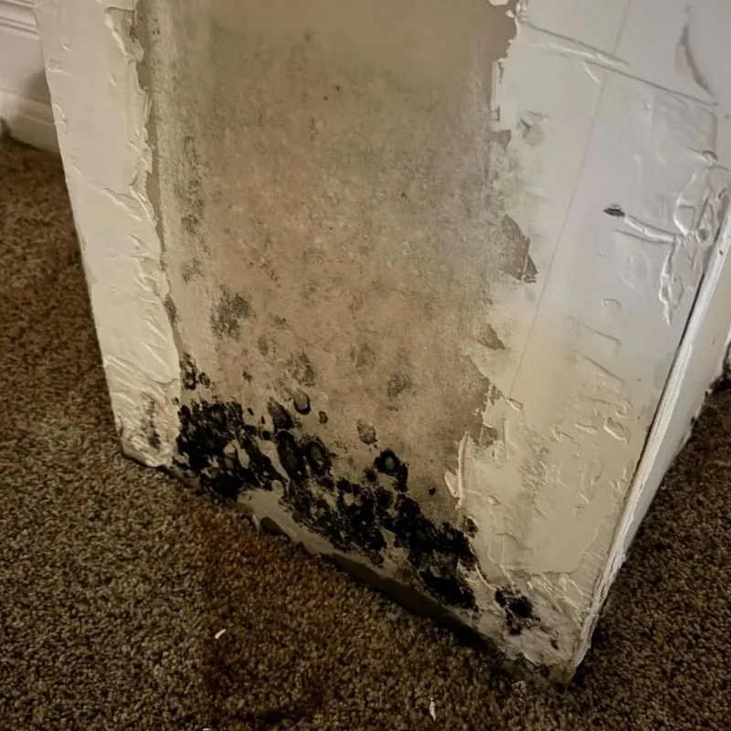 Professional Mold Removal in Erie, KS